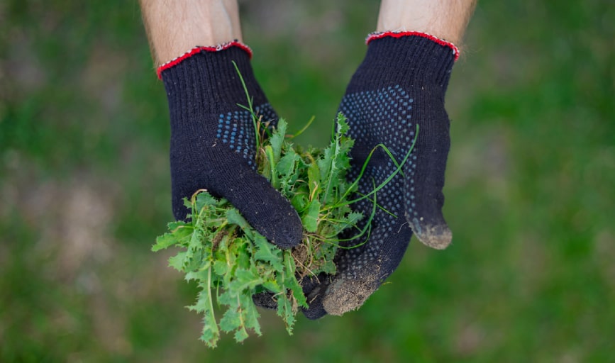 Weed Control