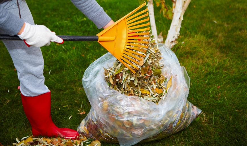 Yard Cleanup